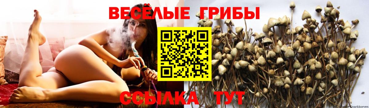 Псилоцибиновые грибы GOLDEN TEACHER Карасук